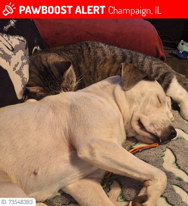 Lost Female Dog last seen Mattis ave & bloomington rd, Champaign, IL 61821