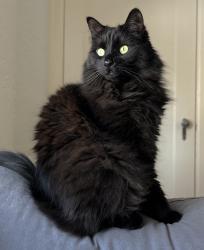 Reunited Male Cat last seen Robinson St, Regina, SK, Canada, Regina, SK 