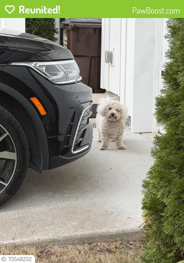Reunited Female Dog last seen Taffy Way, Hogget Ford, Nashville, TN 37076