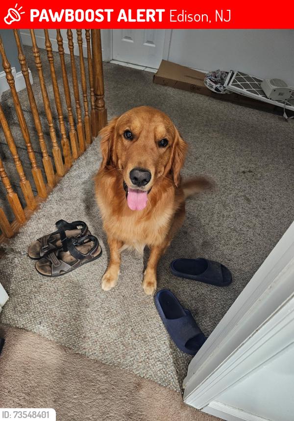 Lost Male Dog last seen Sunoco on Durham Ave Edison 08817, Edison, NJ 08817
