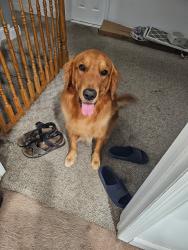 Lost Male Dog last seen Sunoco on Durham Ave Edison 08817, Edison, NJ 08817