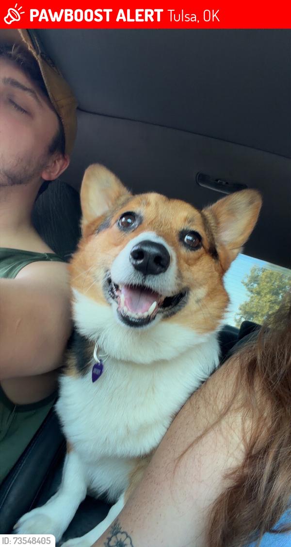 Lost Female Dog last seen 36th and riverside, Tulsa, OK 74105