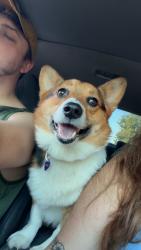 Lost Female Dog last seen 36th and riverside, Tulsa, OK 74105