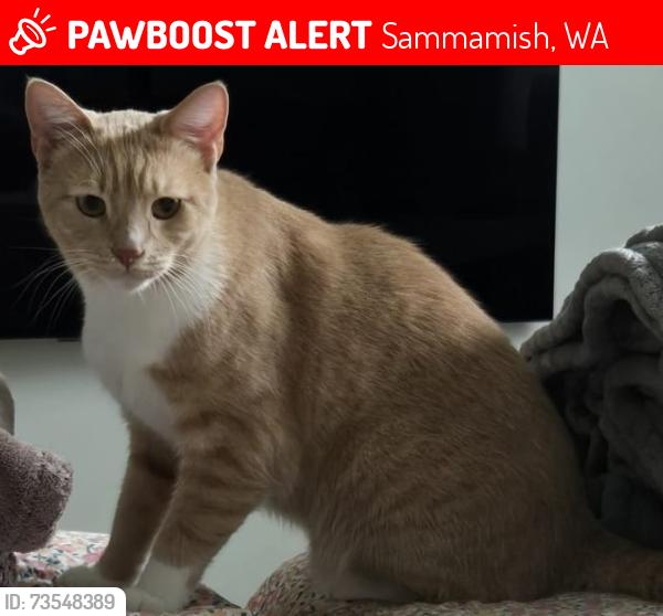Lost Male Cat last seen 223rd ave se, sammamish wa 98075, Sammamish, WA 98075