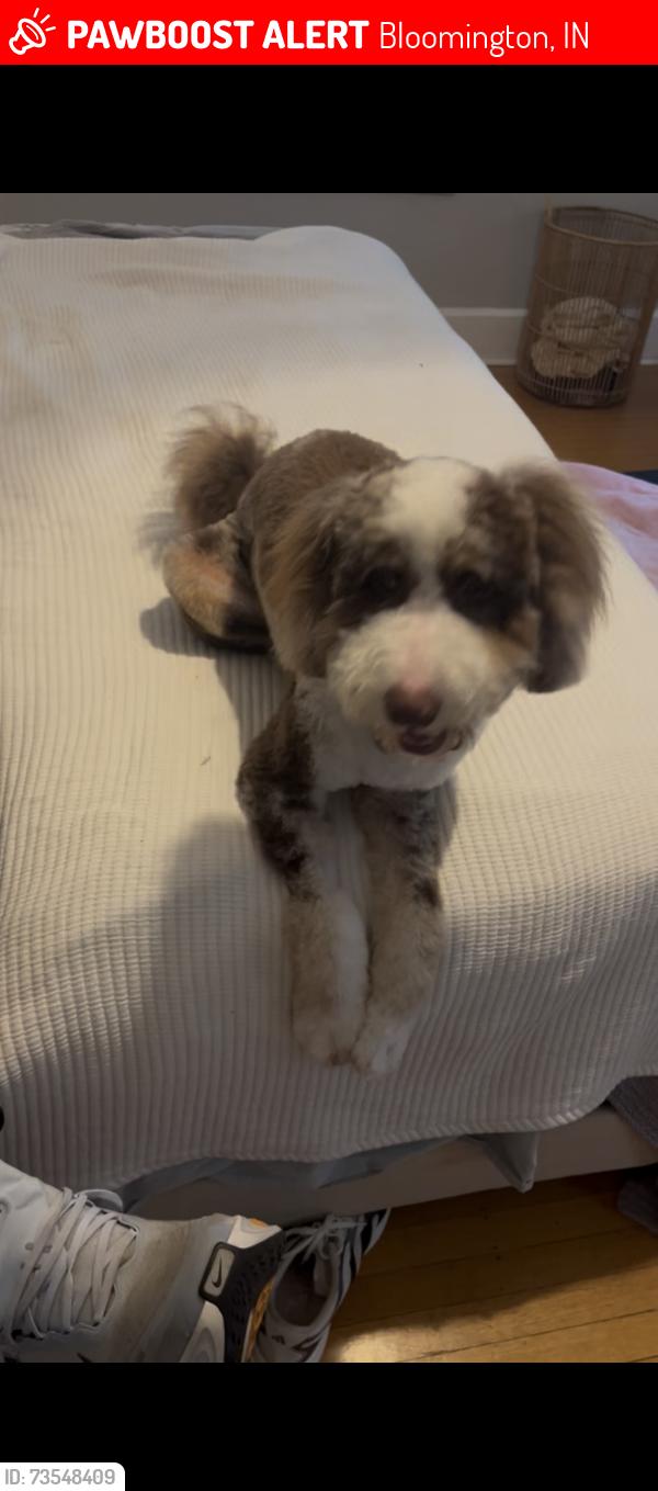 Lost Female Dog last seen Bryan Park, Bloomington, IN 47401