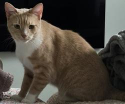 Lost Male Cat last seen 223rd ave se, sammamish wa 98075, Sammamish, WA 98075