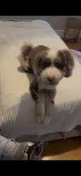 Lost Female Dog last seen Bryan Park, Bloomington, IN 47401