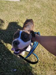 Found/Stray Male Dog last seen Valero gas station on chesnee hwy, Whitney Heights, SC 29303