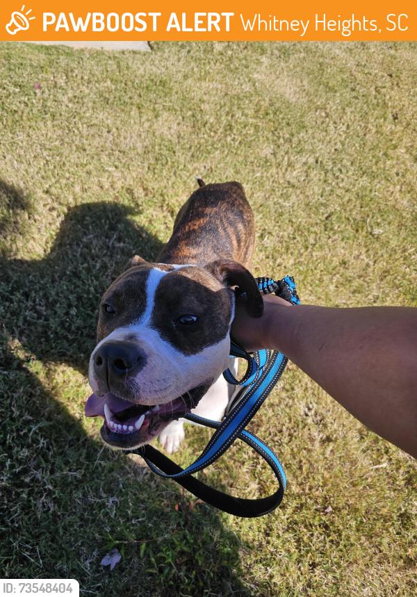 Found/Stray Male Dog last seen Valero gas station on chesnee hwy, Whitney Heights, SC 29303