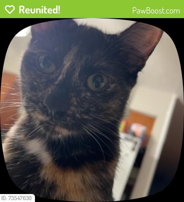 Reunited Female Cat last seen Aldi, Family Dollar, CVS, Marietta, GA 30064