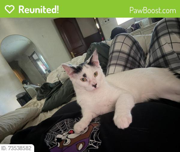 Reunited Male Cat last seen Oak hill Rd, Fort Worth, TX 76112