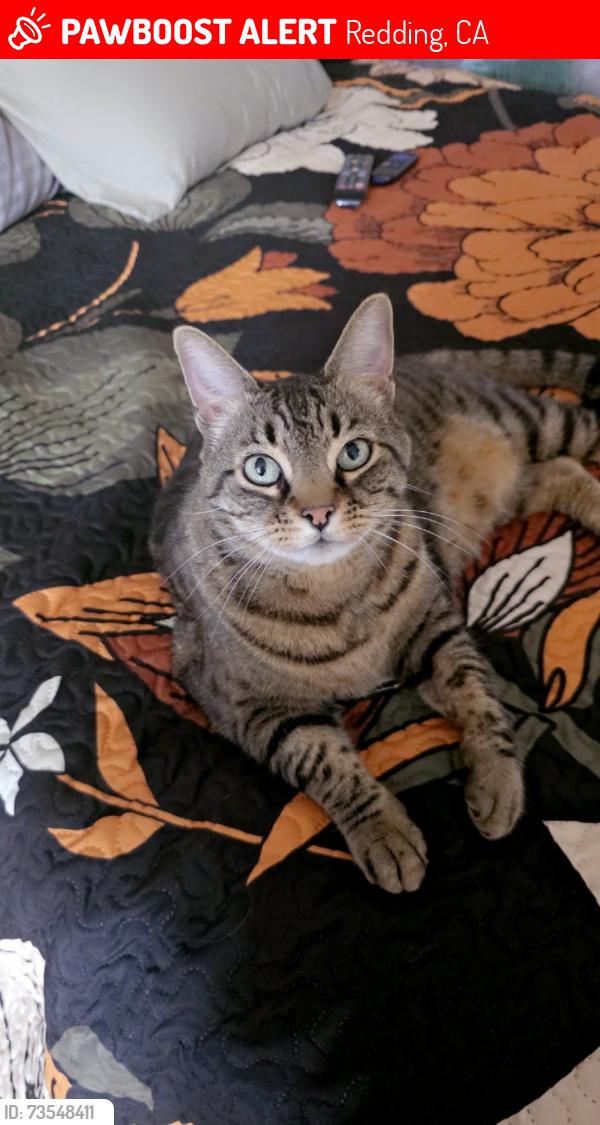 Lost Male Cat last seen Buenaventura, Lakeside, Redding, CA 96001