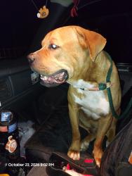 Found/Stray Male Dog last seen Salem Rd and Point Milligan Rd, Havana, FL, Havana, FL 32333