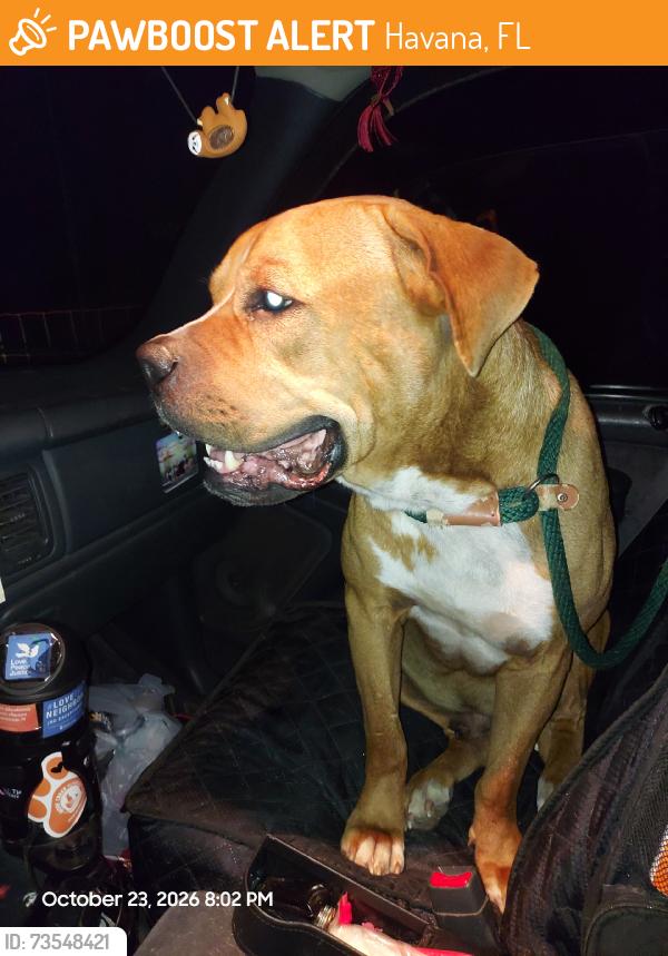 Found/Stray Male Dog last seen Salem Rd and Point Milligan Rd, Havana, FL, Havana, FL 32333