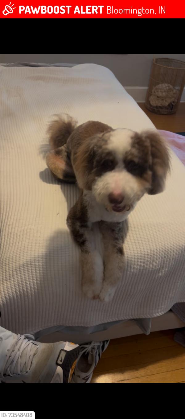 Lost Female Dog last seen Near S Dunn St, Bloomington, IN 47401