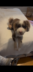 Lost Female Dog last seen Near S Dunn St, Bloomington, IN 47401