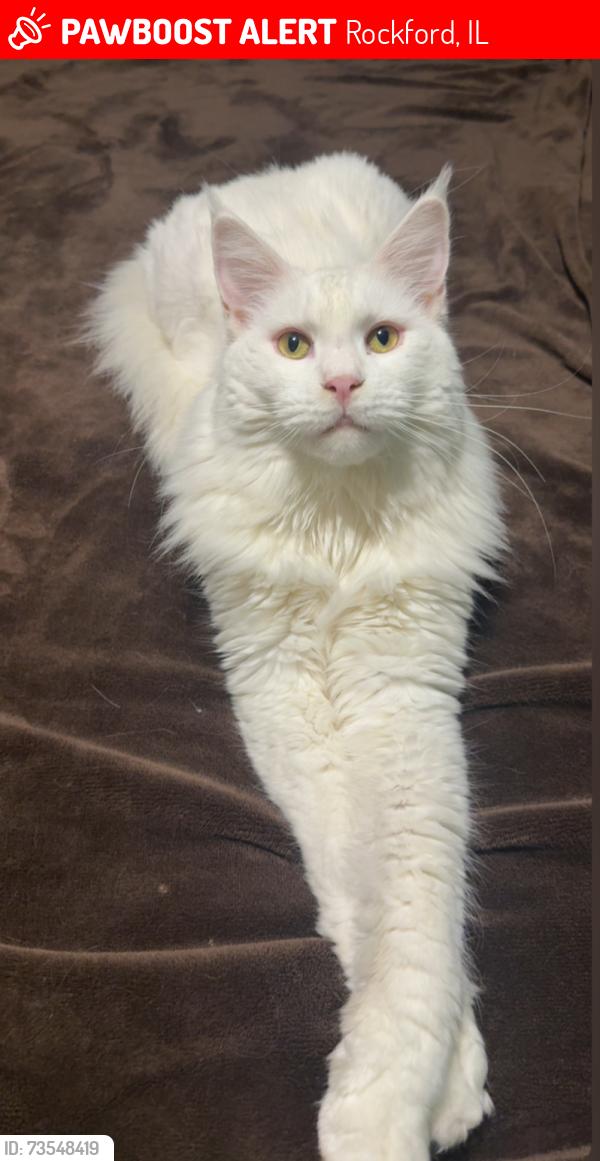 Lost Male Cat last seen Blackhawk and 35 th st, Rockford, IL 61109