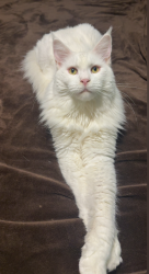 Lost Male Cat last seen Blackhawk and 35 th st, Rockford, IL 61109