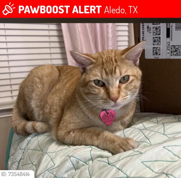 Lost Male Cat last seen McDavid Terrace Neighborhood entrance & Old Annetta, Aledo, TX 76008