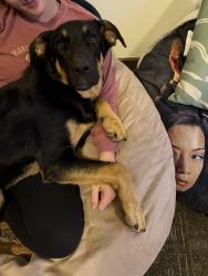 Found/Stray Male Dog last seen Harmony road, Aragorn Ga, Aragon, GA 30104