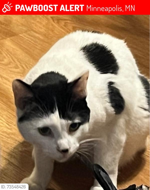 Lost Male Cat last seen 30th and Kentucky in Crystal, Minneapolis, MN 55427