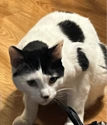 Lost Male Cat last seen 30th and Kentucky in Crystal, Minneapolis, MN 55427