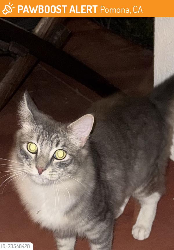 Found/Stray Male Cat last seen Val Vista & Paige Ganesha Park, Pomona, CA 91768