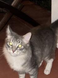 Found/Stray Male Cat last seen Val Vista & Paige Ganesha Park, Pomona, CA 91768
