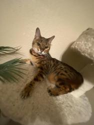 Lost Male Cat last seen Near South Fillmore Way, Centennial, CO 80122