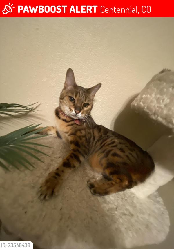 Lost Male Cat last seen Near South Fillmore Way, Centennial, CO 80122