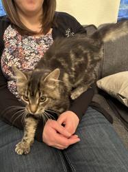 Found/Stray Unknown Cat last seen E Colbert Rd and N Little Spokane Dr, on N Palomino Dr, Colbert, WA 99005