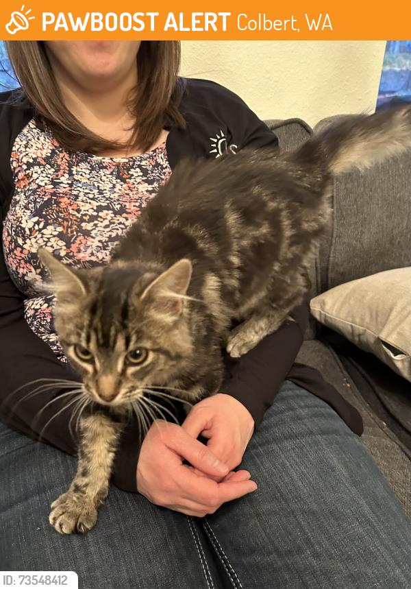 Found/Stray Unknown Cat last seen E Colbert Rd and N Little Spokane Dr, on N Palomino Dr, Colbert, WA 99005