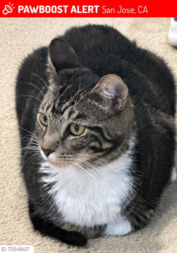 Lost Male Cat last seen Tradewinds Condo Complex, main streets Tradewinds Drive, Snell Ave and Judith, San Jose, CA 95123