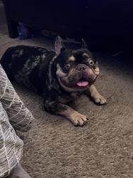 Reunited Male Dog last seen 9th st and Weatern ave, Buena Park, CA 90621