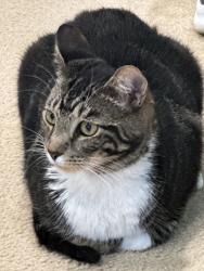 Lost Male Cat last seen Tradewinds Condo Complex, main streets Tradewinds Drive, Snell Ave and Judith, San Jose, CA 95123