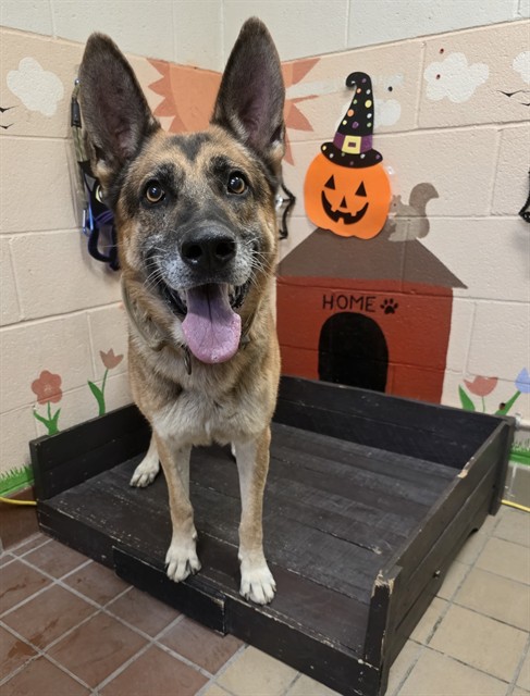 Shelter Stray Male Dog last seen , 31044 Charlie Canyon Rd, Castaic, CA 91384, USA