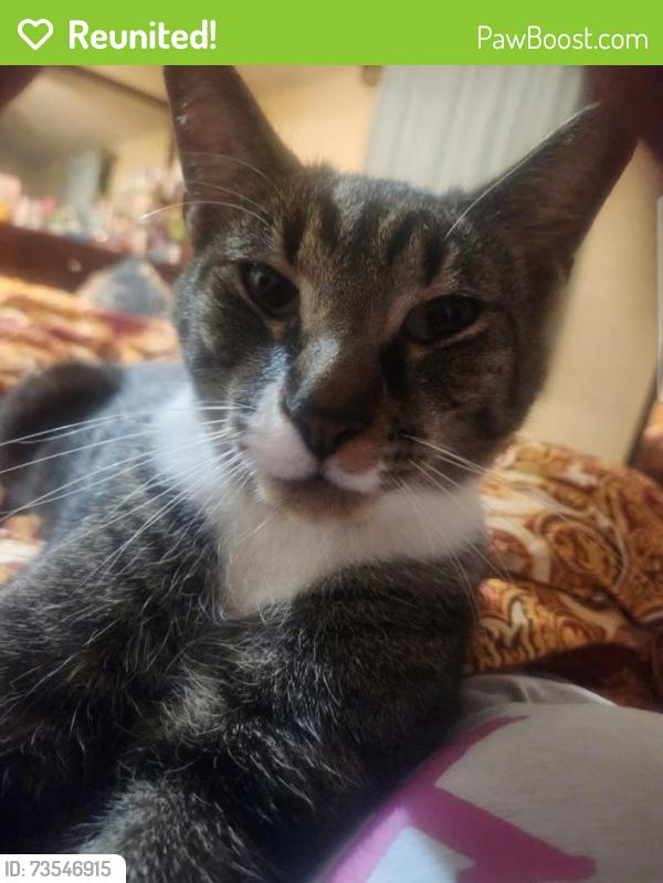 Reunited Male Cat last seen Banyon and Azela, Pittsburgh, PA 15235