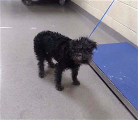 Shelter Stray Male Dog last seen Near BLOCK E ALAMEDA PKWY, AURORA, CO 80012, 1241 W Bayaud Ave, Denver, CO 80223, USA