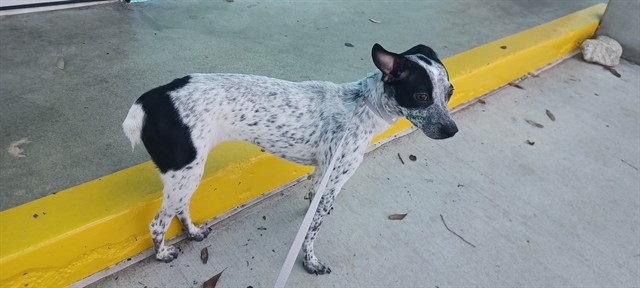 Shelter Stray Unknown Dog last seen , 4275 Elton St, Baldwin Park, CA 91706, USA