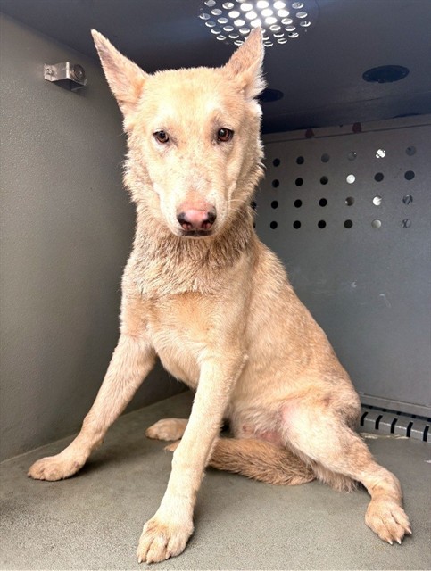 Shelter Stray Unknown Dog last seen , 4275 Elton St, Baldwin Park, CA 91706, USA