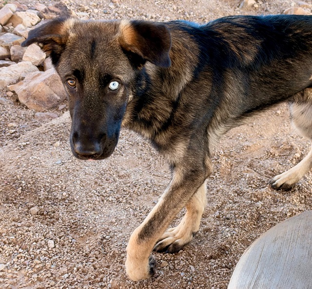 Shelter Stray Male Dog last seen , 4000 N Silverbell Rd, Tucson, AZ 85745, USA