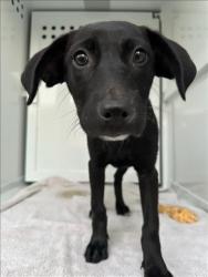 Shelter Stray Female Dog last seen , 3201 Lacy St, Los Angeles, CA 90031, USA