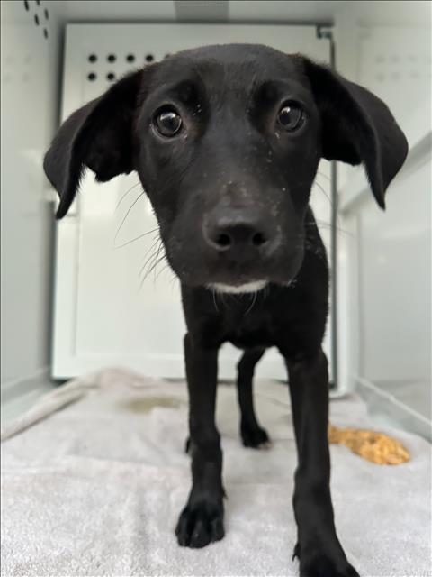 Shelter Stray Female Dog last seen , 3201 Lacy St, Los Angeles, CA 90031, USA