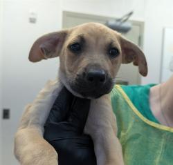 Shelter Stray Male Dog last seen , 4000 N Silverbell Rd, Tucson, AZ 85745, USA