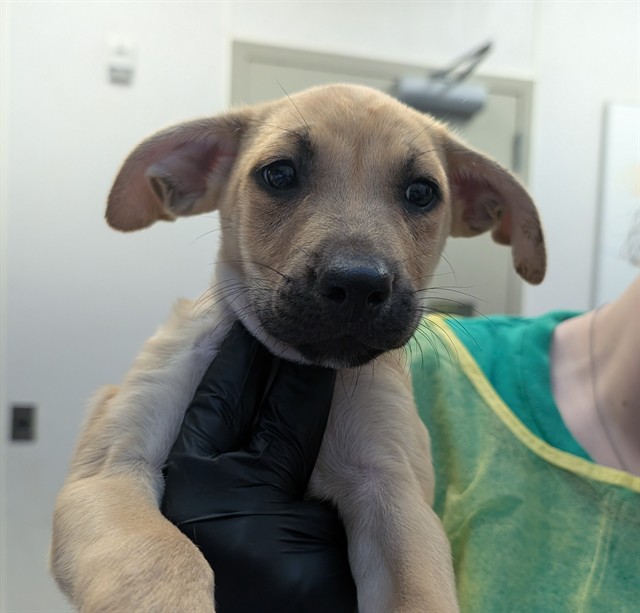 Shelter Stray Male Dog last seen , 4000 N Silverbell Rd, Tucson, AZ 85745, USA