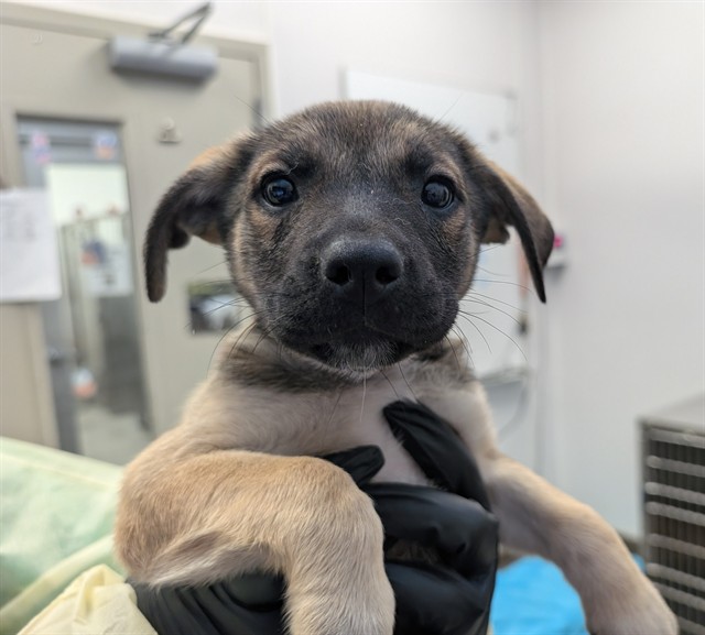 Shelter Stray Male Dog last seen , 4000 N Silverbell Rd, Tucson, AZ 85745, USA