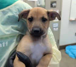 Shelter Stray Male Dog last seen , 4000 N Silverbell Rd, Tucson, AZ 85745, USA