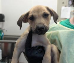 Shelter Stray Male Dog last seen , 4000 N Silverbell Rd, Tucson, AZ 85745, USA
