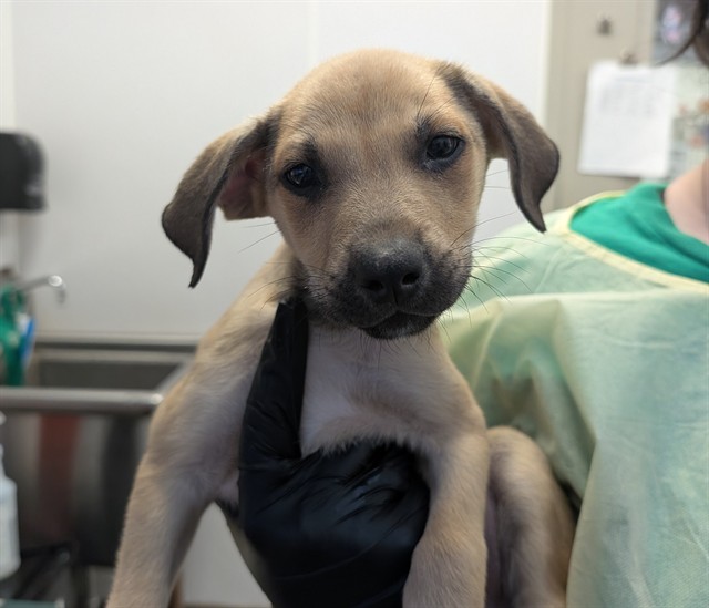 Shelter Stray Male Dog last seen , 4000 N Silverbell Rd, Tucson, AZ 85745, USA