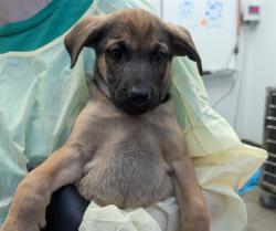 Shelter Stray Male Dog last seen , 4000 N Silverbell Rd, Tucson, AZ 85745, USA